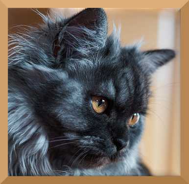 baking soda for cats with renal failure