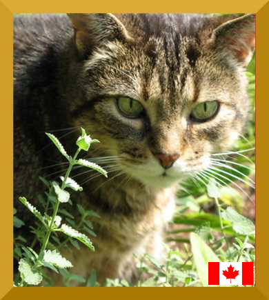 Diabetic cat food outlet canada