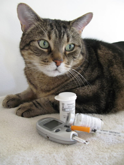 your diabetic cat