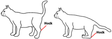 cat_hock