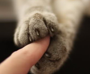 Paws for the Cause
